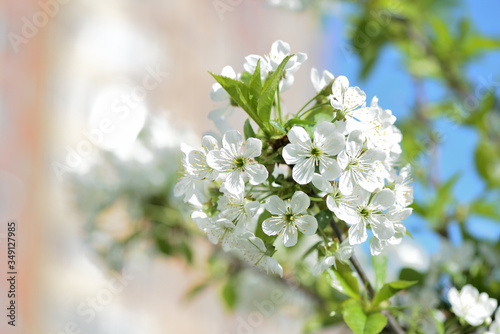Flowers on plum tree branches close-up on a sunny spring day. Natural background