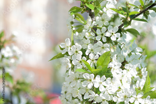 Flowers on plum tree branches close-up on a sunny spring day. Natural background