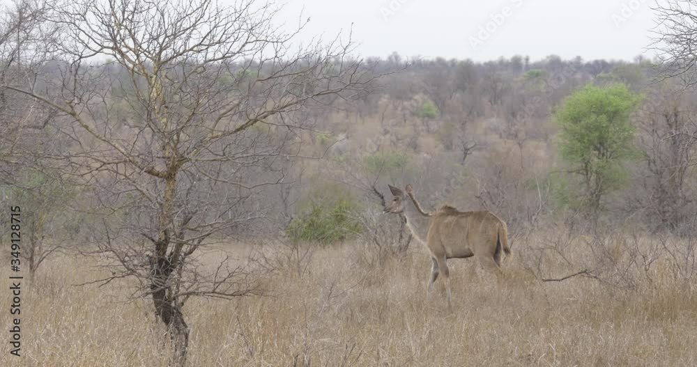 female kudu walking in the bush in africa female kudu walking in the bush in africa