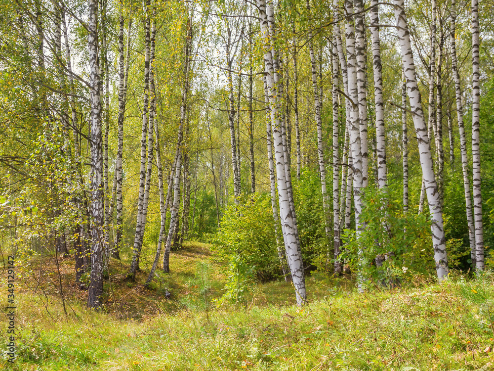 Obraz premium Birch grove in the forest