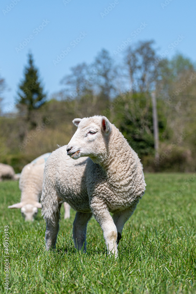 Newborn lambs grazing in a meadow