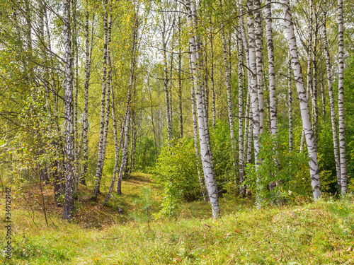 Birch grove in the forest