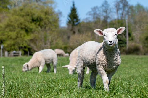 Newborn lambs grazing in a meadow