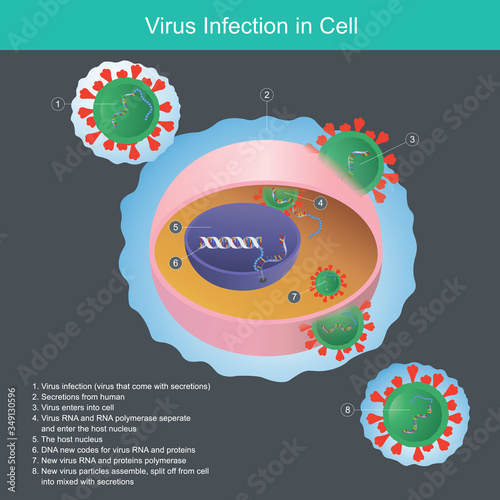 Virus Infection in Cell. Illustration explain virus from human secretions infection enters into cell and nucleus..