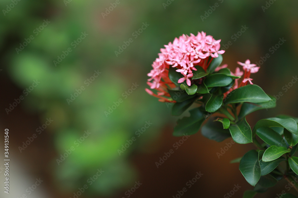 flower is beautiful...that means love flower is beautiful...that means love
