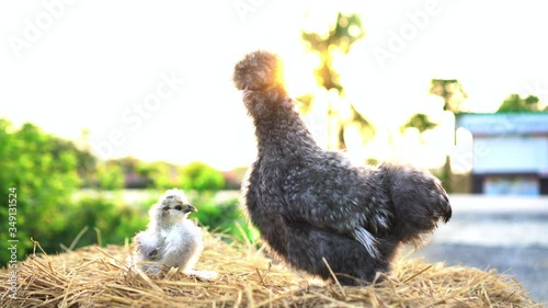 Silkie chicken and baby in sunlight farm mornign photo