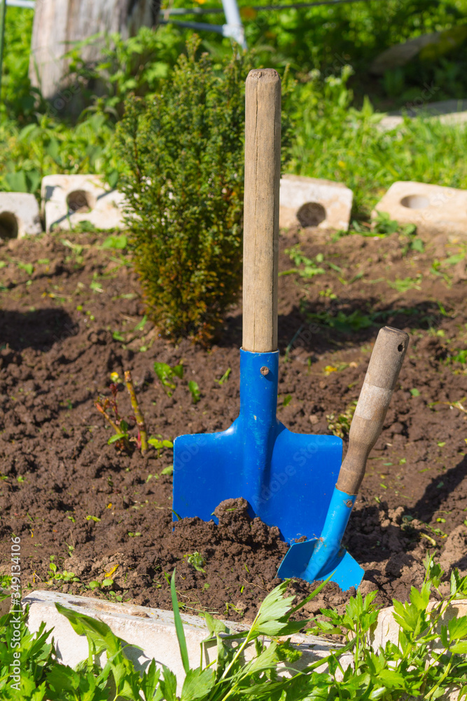 A small shovel stands in the ground next to the bush. A small shovel stands in the ground next to the bush.