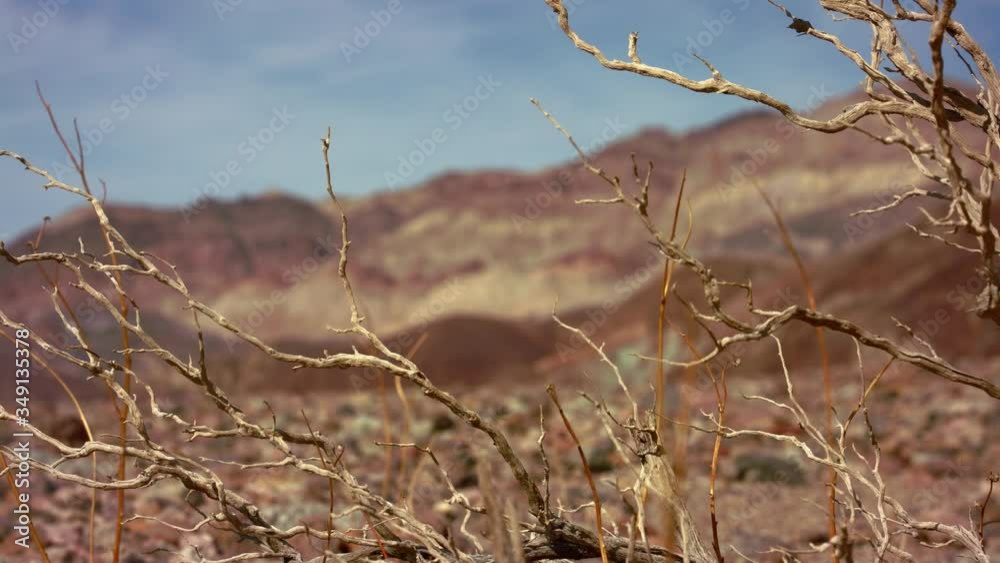 rack focus from dead bush to painted mountains - Death Valley, California - UHD rack focus from dead bush to painted mountains - Death Valley, California - UHD