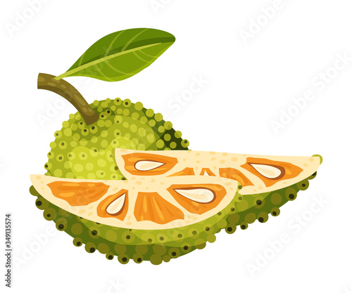 Jackfruit with Green Seed Coat and Cut Piece Showing Fibrous Core Vector Illustration