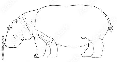 Hand drawn Hippo line art, vector illustration