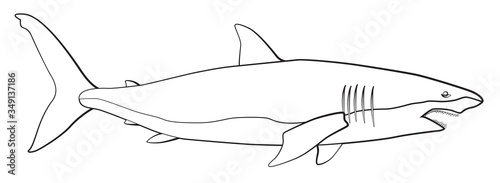 White shark hand drawn line art, vector illustration
