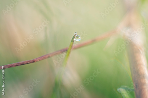Dew drop on green grass, Ripasottile lake, Rieti
