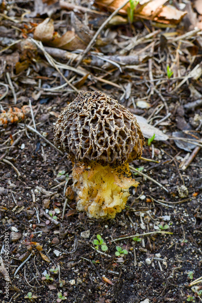 Gyromitra esculenta (False morel,Calf brain,Bull nose) mushroom in the