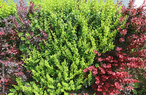 Green and red leaves of the bush in spring time