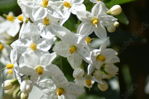 Blühender Jasminblütiger Nachtschatten (Solanum laxum)