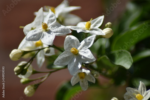 Blühender Jasminblütiger Nachtschatten (Solanum laxum)