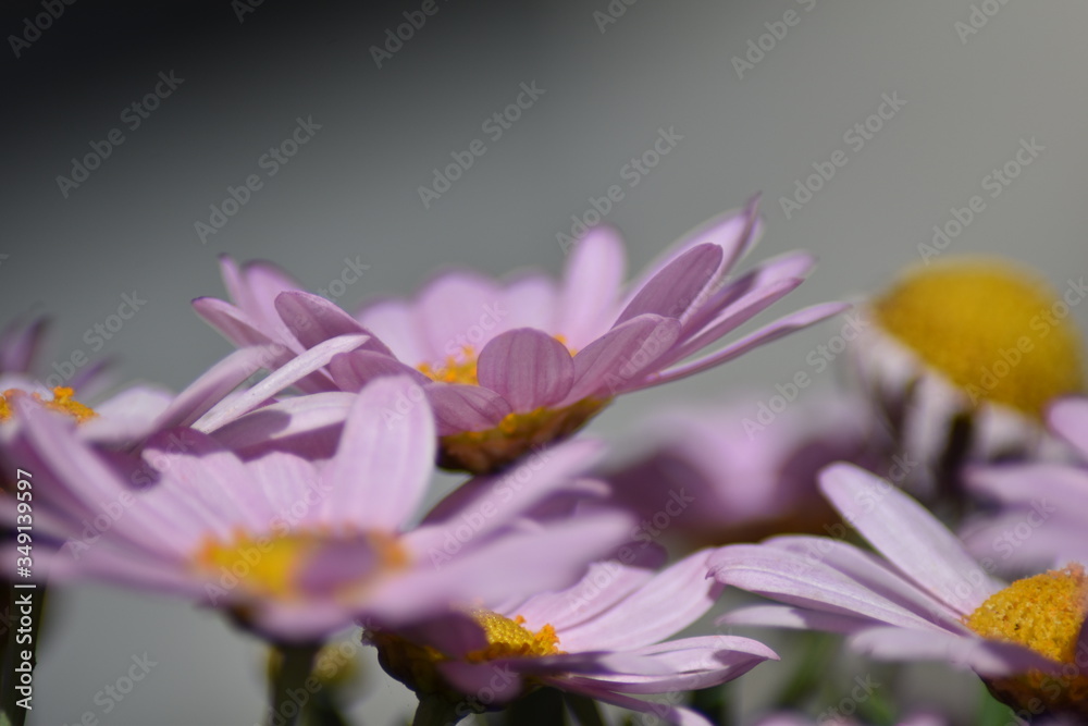 Naklejka premium Blühende Strauchmargerite