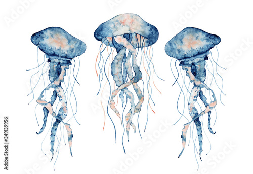 Photography Jellyfish watercolor illustration