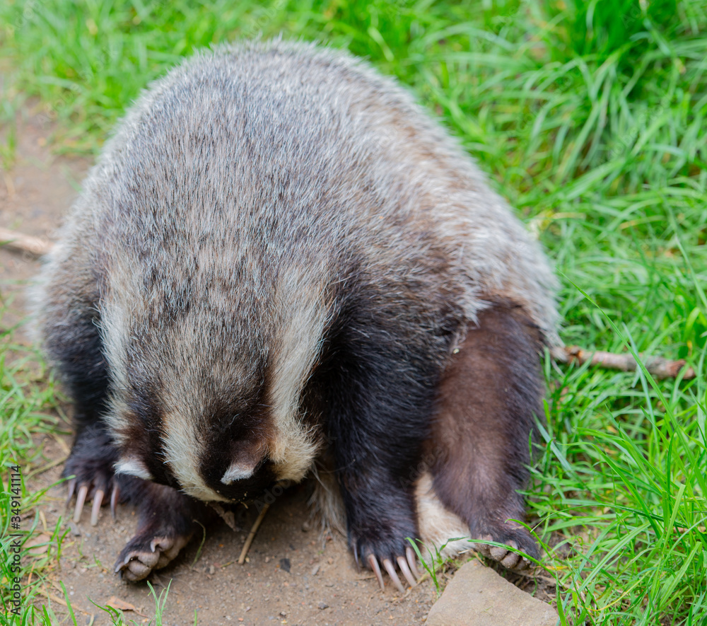 Fototapeta premium Waschbär in freier Wildbahn