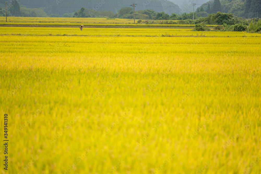Fototapeta premium 日本の田園風景