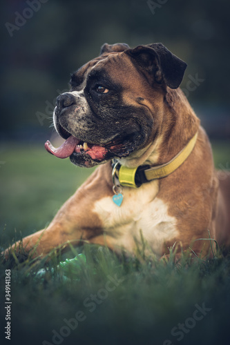 boxer dog in the park