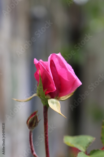 Rosa