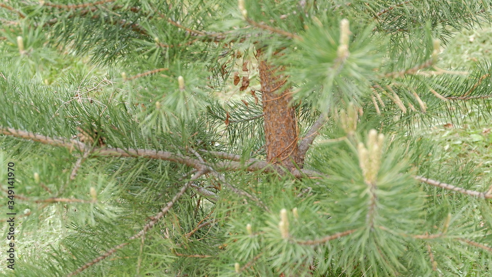 branch of a pine