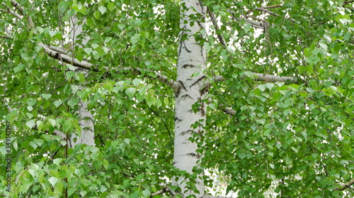 birch in may
