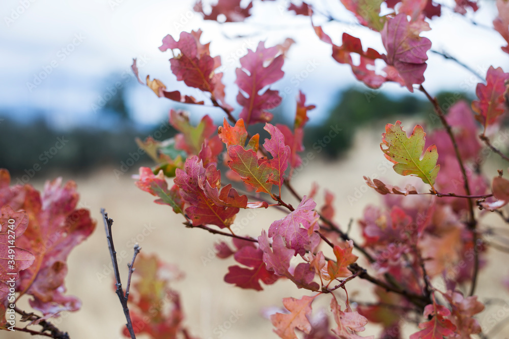 Obraz premium cherry blossom in spring