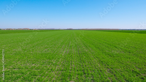 young wheat plants growing in the field