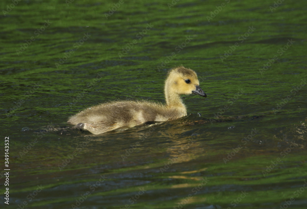 A cute Canada Geese Goslings, Branta canadensis, swimming on a lake in spring.
