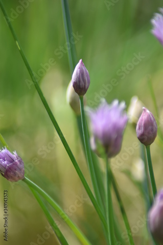 Blühender Schnittlauch (Allium schoenoprasum) © summersum