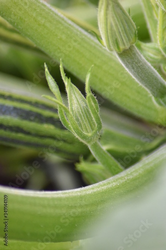 Blütenknospen einer Zucchinipflanze