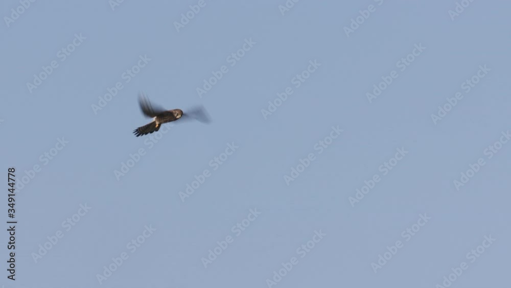 Falcon flying over a field and diving for a hunt. Falcon flying over a field and diving for a hunt.
