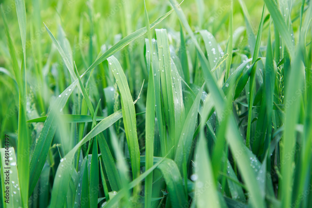 Lush green grass. Spring background. Drops of dew on the leaves. Copy space. Fresh bright texture. Lush green grass. Spring background. Drops of dew on the leaves. Copy space. Fresh bright texture.