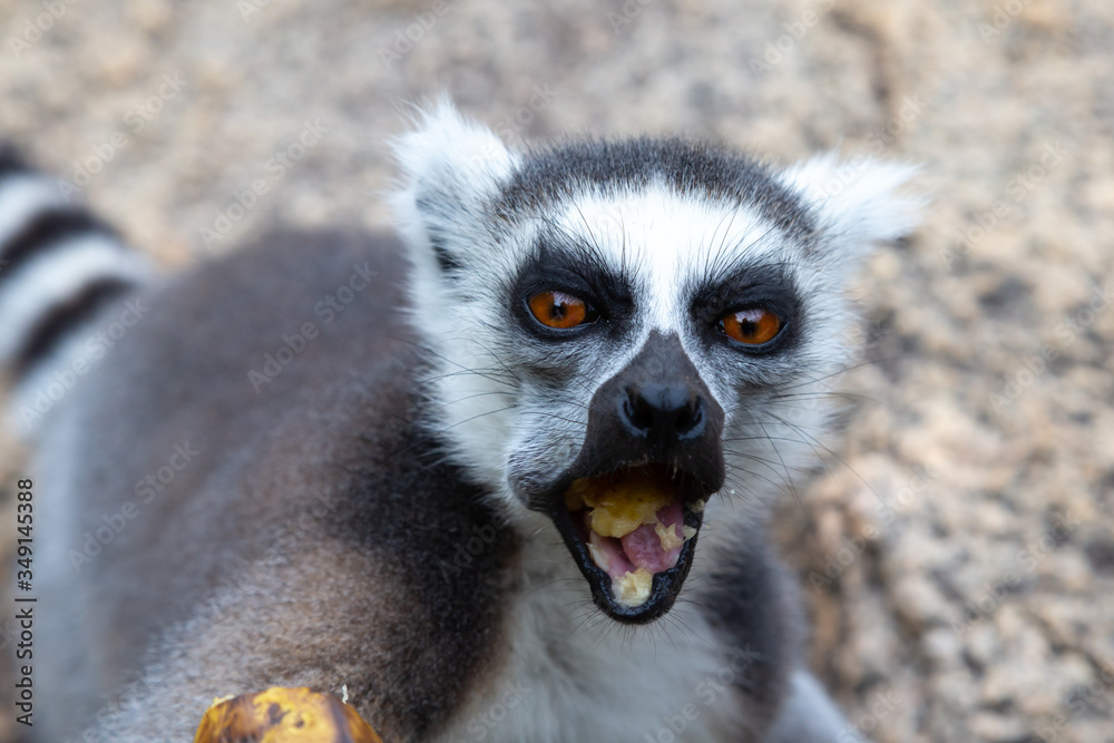 Obraz premium The funny ring-tailed lemurs in their natural environment