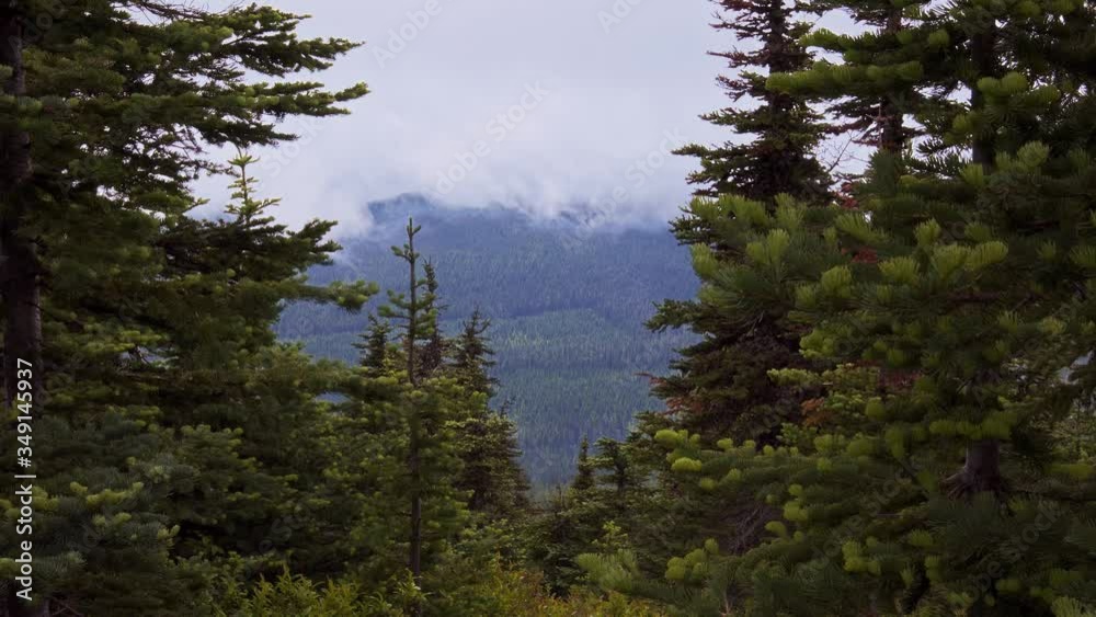 Mountains with dense evergreen pine trees in the Washington State mountains. Scenic nature long shot with windy trees. Mist and fog rolls behind the dense trees,