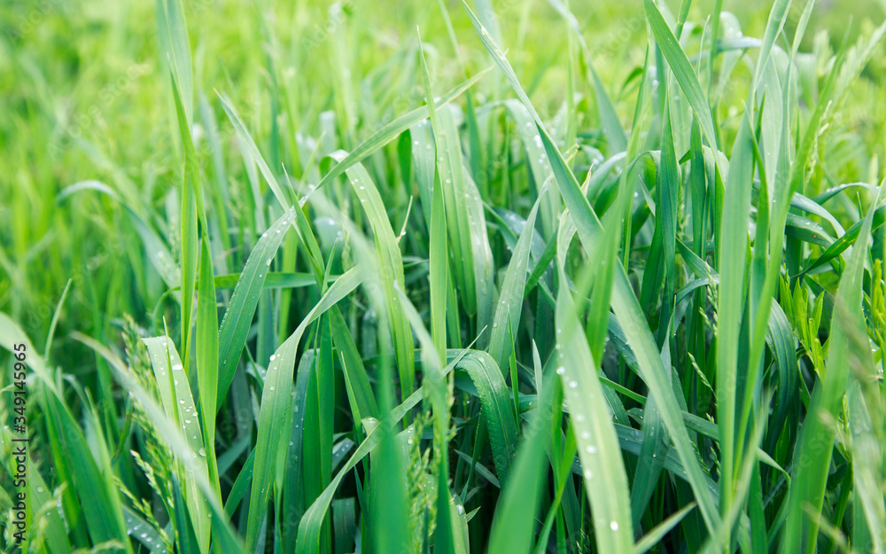 Obraz premium Lush green grass. Spring background. Drops of dew on the leaves. Copy space. Fresh bright texture.