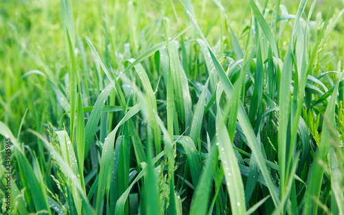 Lush green grass. Spring background. Drops of dew on the leaves. Copy space. Fresh bright texture.