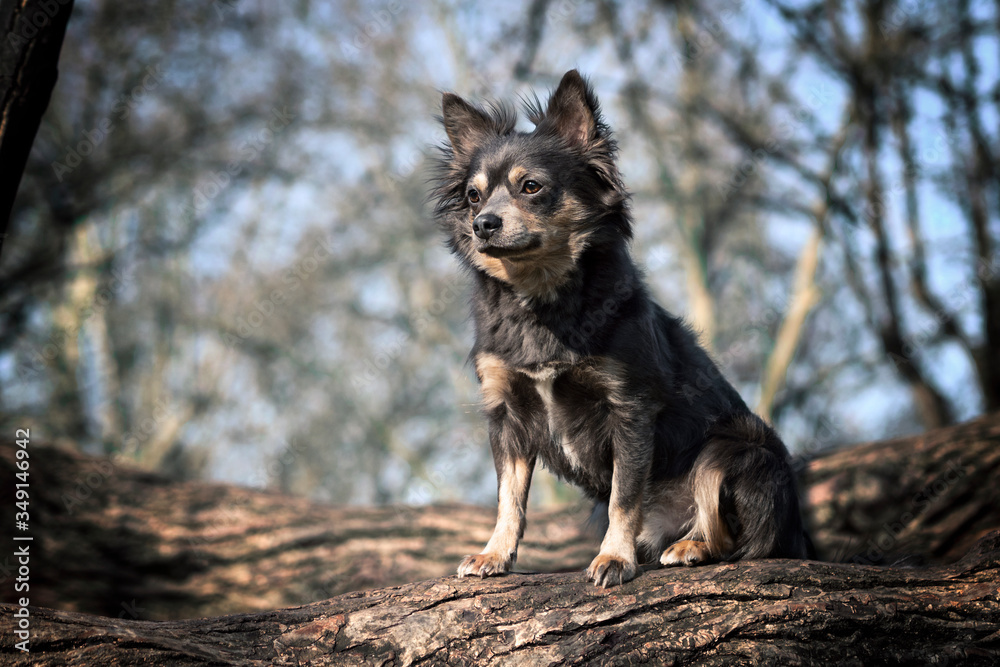 Portrait Hund in der Natur mit Bäumen und Sträuchern im Hintergrund Portrait Hund in der Natur mit Bäumen und Sträuchern im Hintergrund