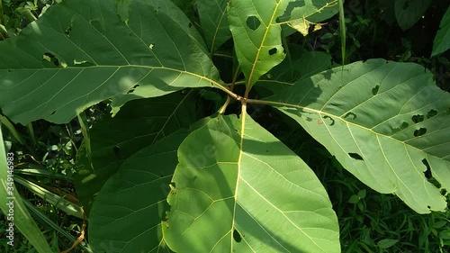 Green teak (Tectona grandis Linn f., Burmese teak, jati, Nagpur teak) with natural background. This plant is a tropical hardwood tree species placed in the flowering plant family  Lamiaceae. photo