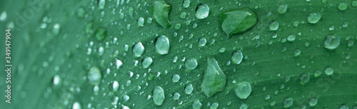 rain drop water on dark green leave freshness nature banner background