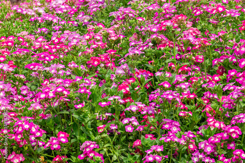 Pink flowers are blooming and prolific flowering consistently all summer, Nature photos. Selective focus.