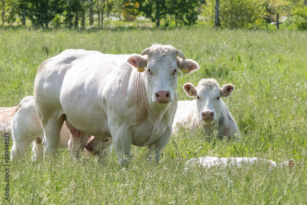 Herd of curious white Charolais beef cattle in a pasture in a dutch countryside. With the cows standing in a line staring curiously at the camera