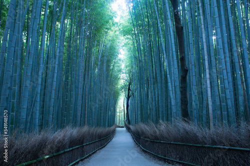 竹の小径 photo