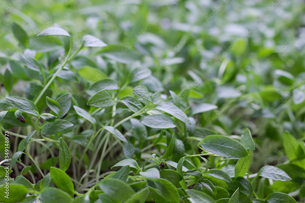 Young sprouts of greens. Microgreen. Seed husk on germinated sprout. Young sprouts of greens. Microgreen. Seed husk on germinated sprout.