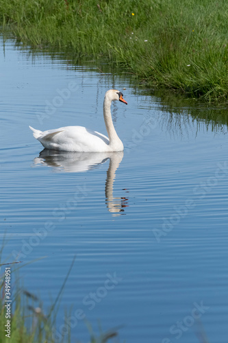 One white swan with orange beak  swim in a pond. Reflections in the water. Grasss in background. The sun shines on the feathers