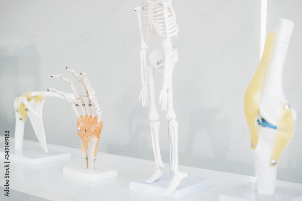 Models of a variety of human skeleton parts in the doctor office. Showing bones, joints, and muscles.
