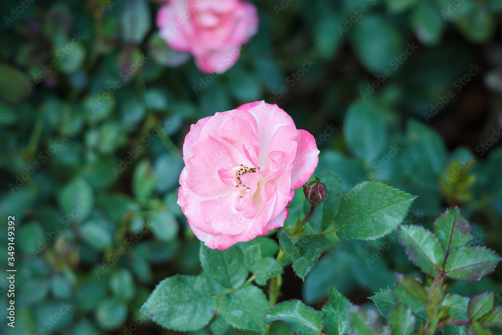 Beautiful pink roses flower in the garden Beautiful pink roses flower in the garden