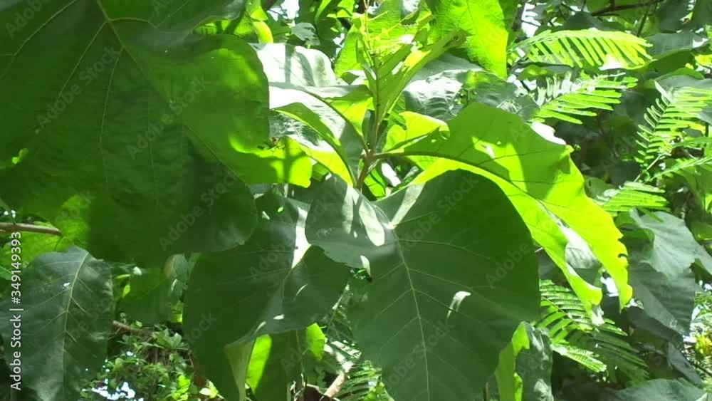 Vidéo Stock Green teak (Tectona grandis Linn f., Burmese teak, jati